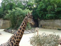 149 BIO PARC DE DOUE LA FONTAINE 1- 2016_000022